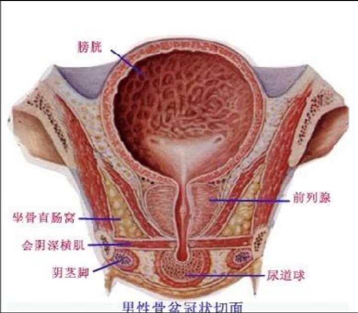 针法治疗前列腺增生